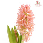 Hyacinthus Champagne - (5 Stems)