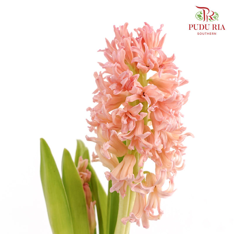 Hyacinthus Champagne - (5 Stems)