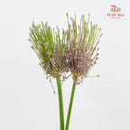 Allium Schubertii 大花葱 - (2 Stems)