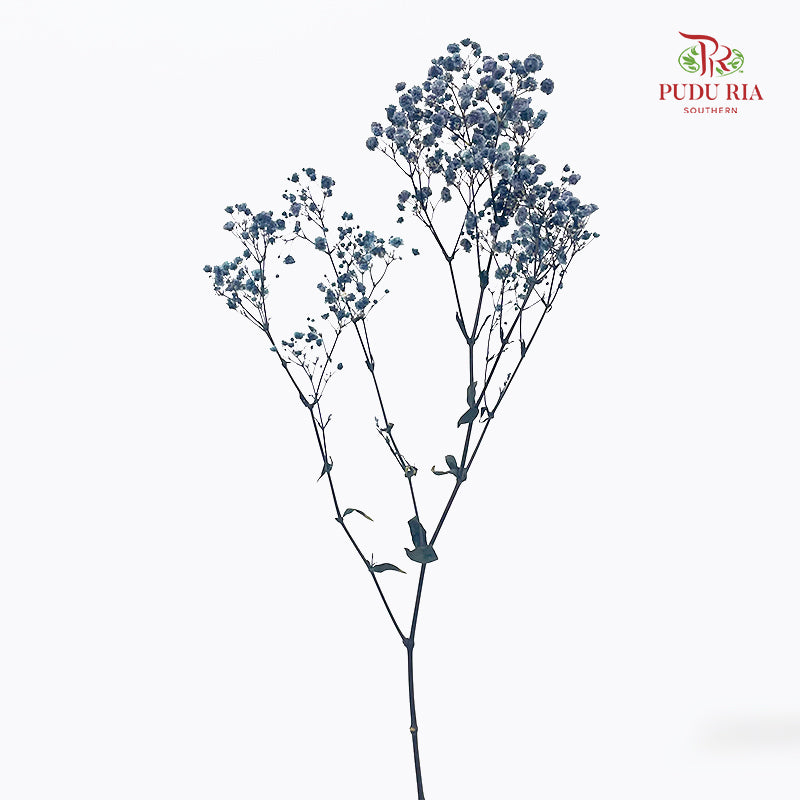 Preservative Baby Breath - Slate Blue