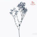 Preservative Baby Breath - Slate Blue