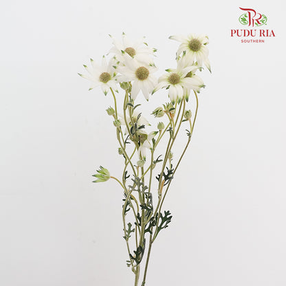 Actinotus Helianthi 法兰绒花 - (2 Stems)