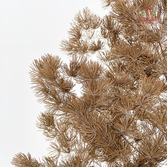 Preservative Asparagus Fern Dark Brown