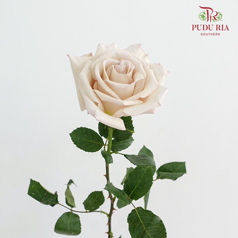 Rose Ally - (15 Stems)