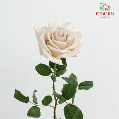 Rose Ally - (15 Stems)