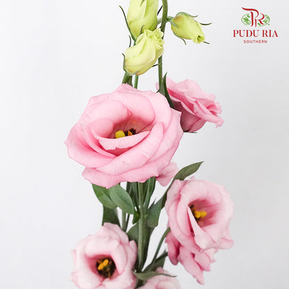 Eustoma Pink (12-15 Stems) - Pudu Ria Florist Southern