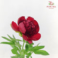 Peony Charm - (5 Stems)