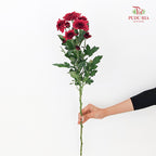 Chrysanthemum Pompom Dark Red 1 - (10-12 Stems)