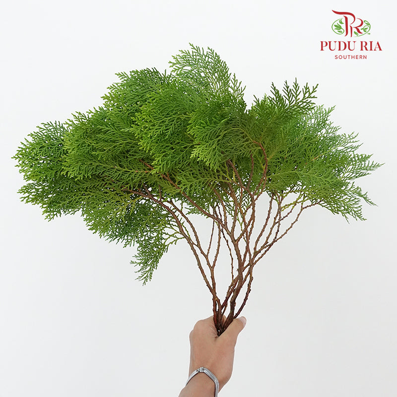 Pine Leaf - Pudu Ria Florist Southern