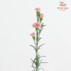 Carnation Spray Purple - (18-20 Stems)