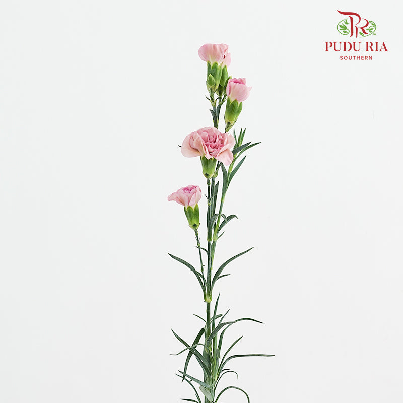 Carnation Spray Purple - (18-20 Stems)