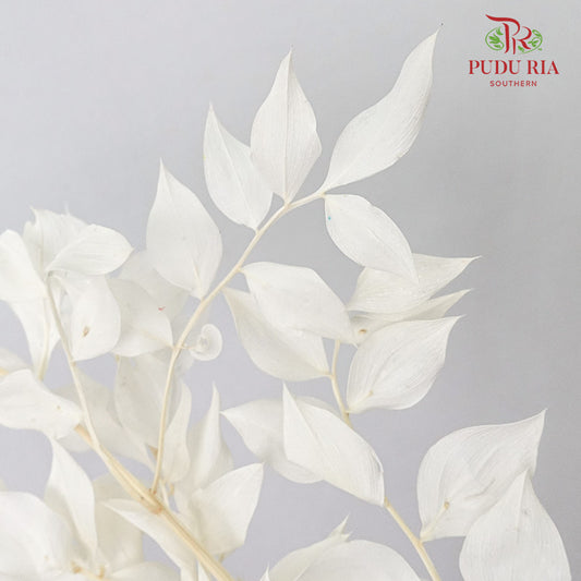 Dry Ruscus Aculeatus - White - Pudu Ria Florist Southern