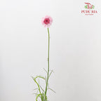 Cornflower Pink 矢车菊 - (Per Bundle)