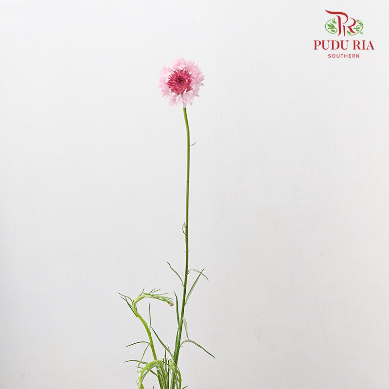 Cornflower Pink 矢车菊 - (Per Bundle)