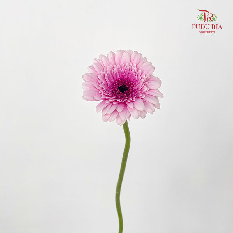 Gerbera Mini Herrera - (5 Stems)