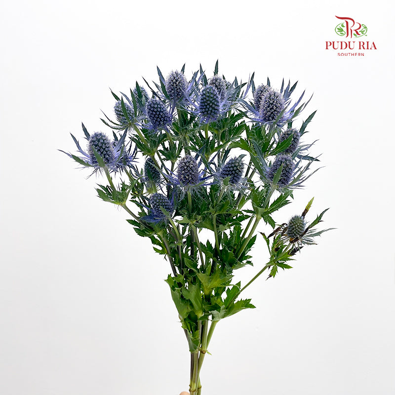 Eryngium Blue 刺芹 - (5 Stems)