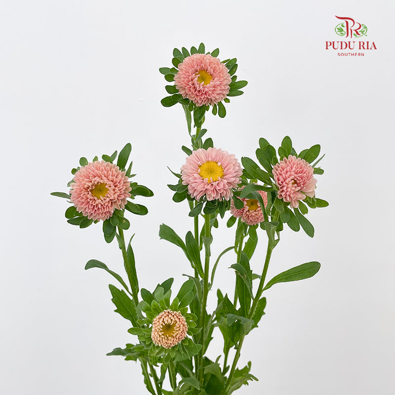 Aster Champagne 翠菊 - (Per Bundle)