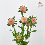 Aster Champagne 翠菊 - (Per Bundle)