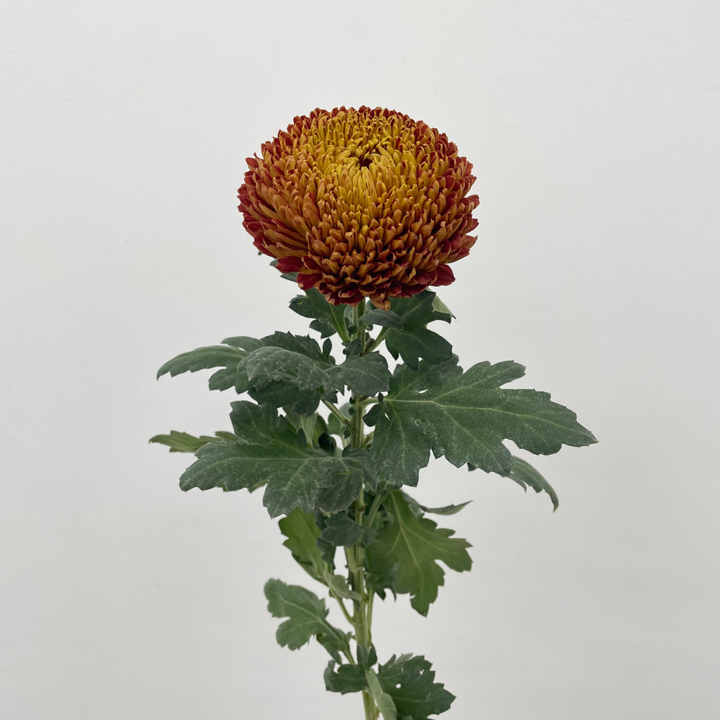 Fatt Choy Mum - (6 Stems)
