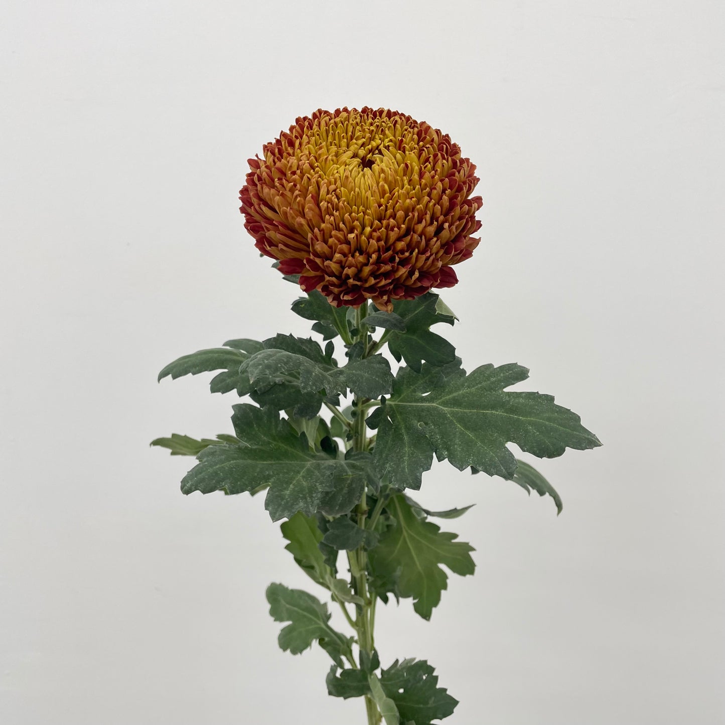 Fatt Choy Mum - (6 Stems)