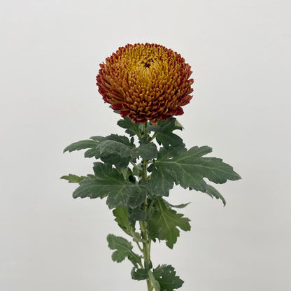 Fatt Choy Mum - (6 Stems)