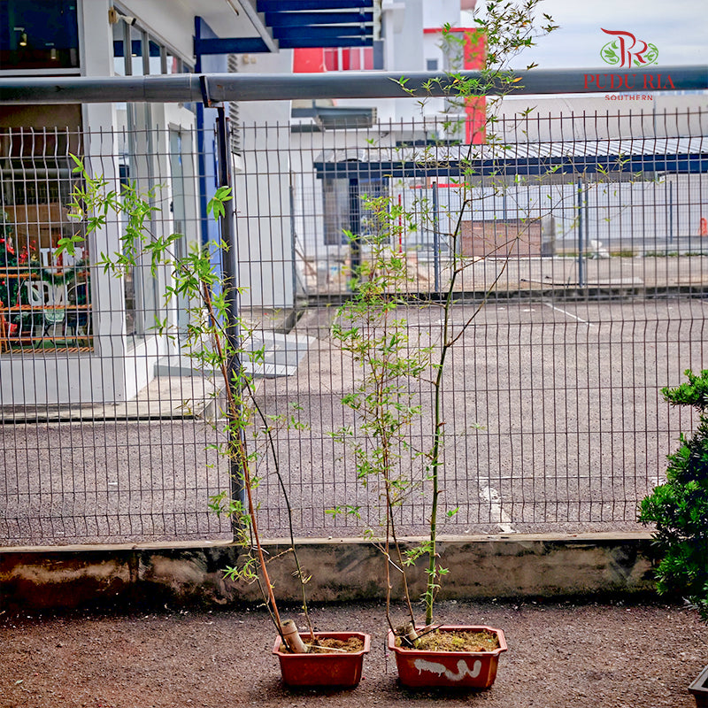 Bambusoidea 380 Pot 竹子