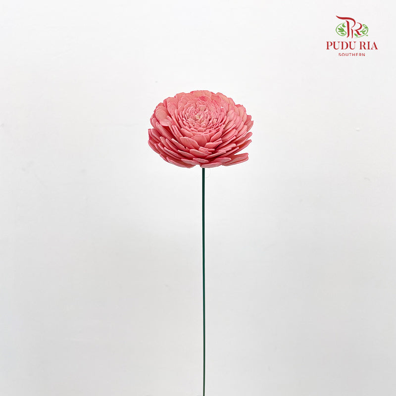 Dry Aeschynomene (Big) - Pink