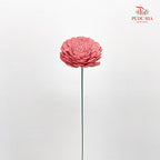 Dry Aeschynomene (Big) - Pink