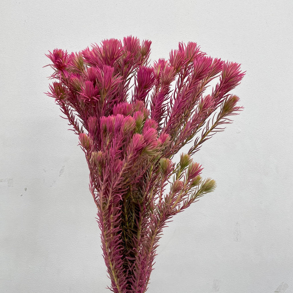 Spray Golden Goose Pink - (Per Bundle)