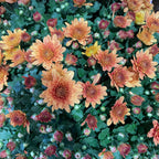 Chrysanthemum Gypsophilla P210  菊花满天星 2025