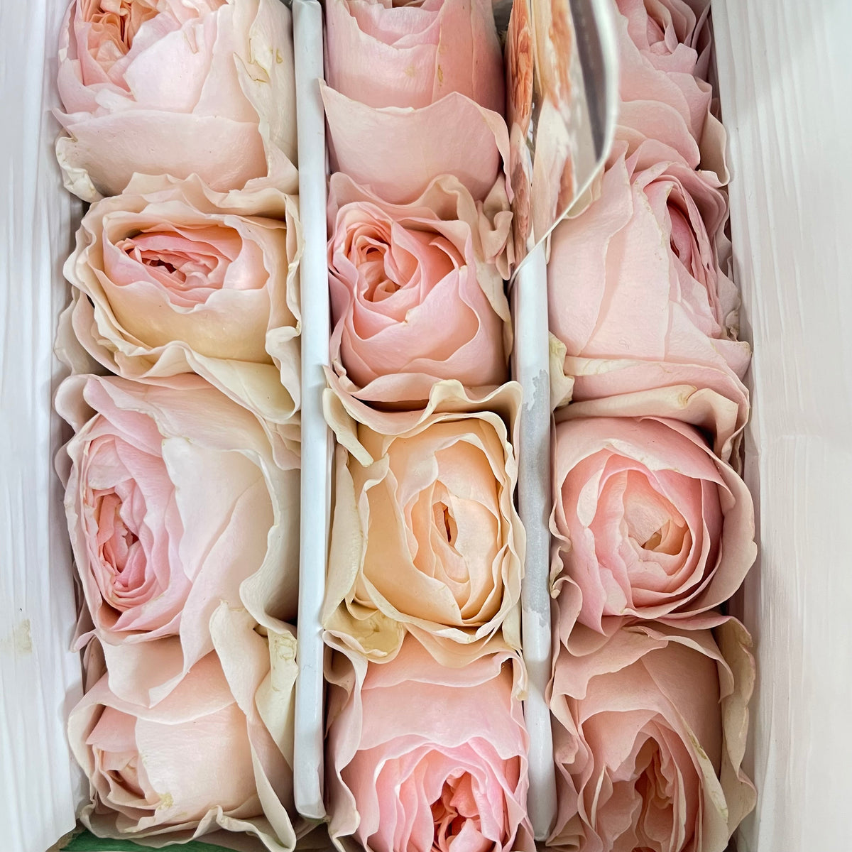 Rose Juliet - (10-12 Stems) (Copy)