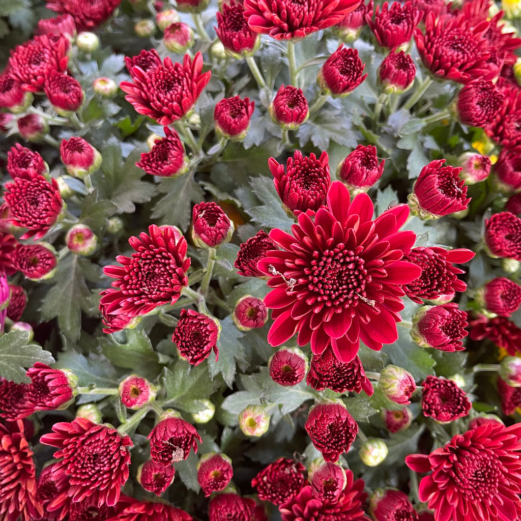 Chrysanthemum Gypsophilla P150  菊花满天星