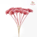 Dry Sola Marigold Red - 10 Stems