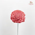 Dry Aeschynomene (Big) - Pink