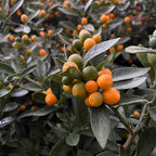 Citrus Kinzu (Golden Bean) 金豆