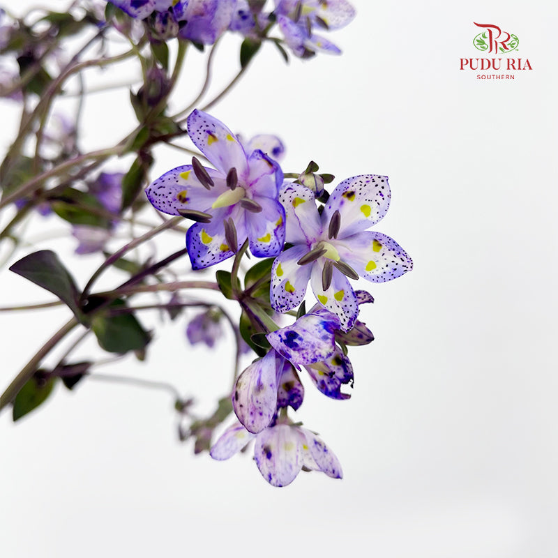 Nirvana Flower - (Per Bundle)