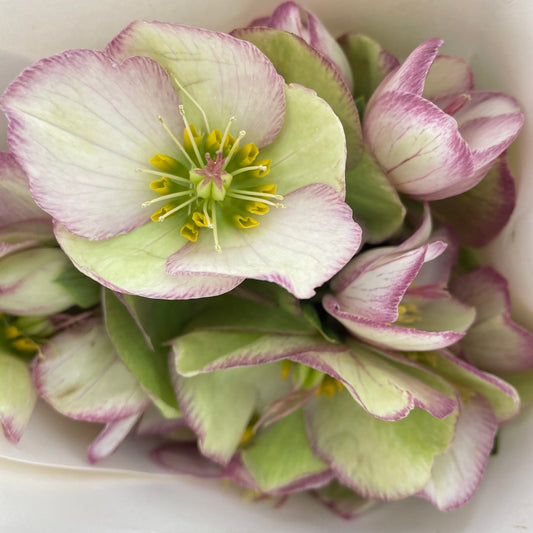 Helleborus Pink - (Per Bundle)