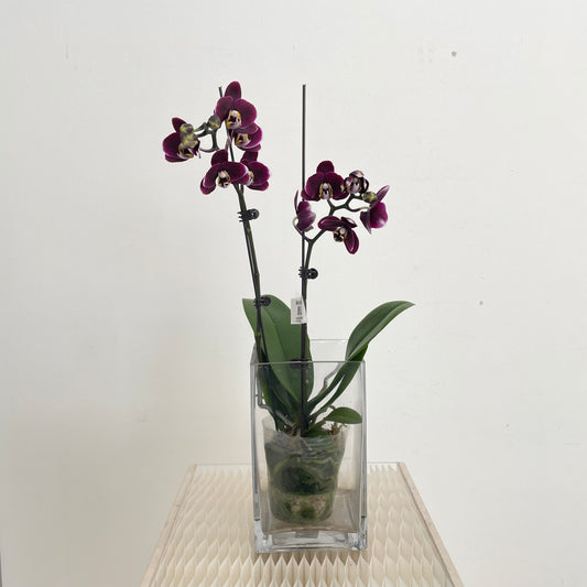 Phalaenopsis Orchid Dark Purple
