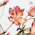 Nirvana Flower - (Per Bundle)