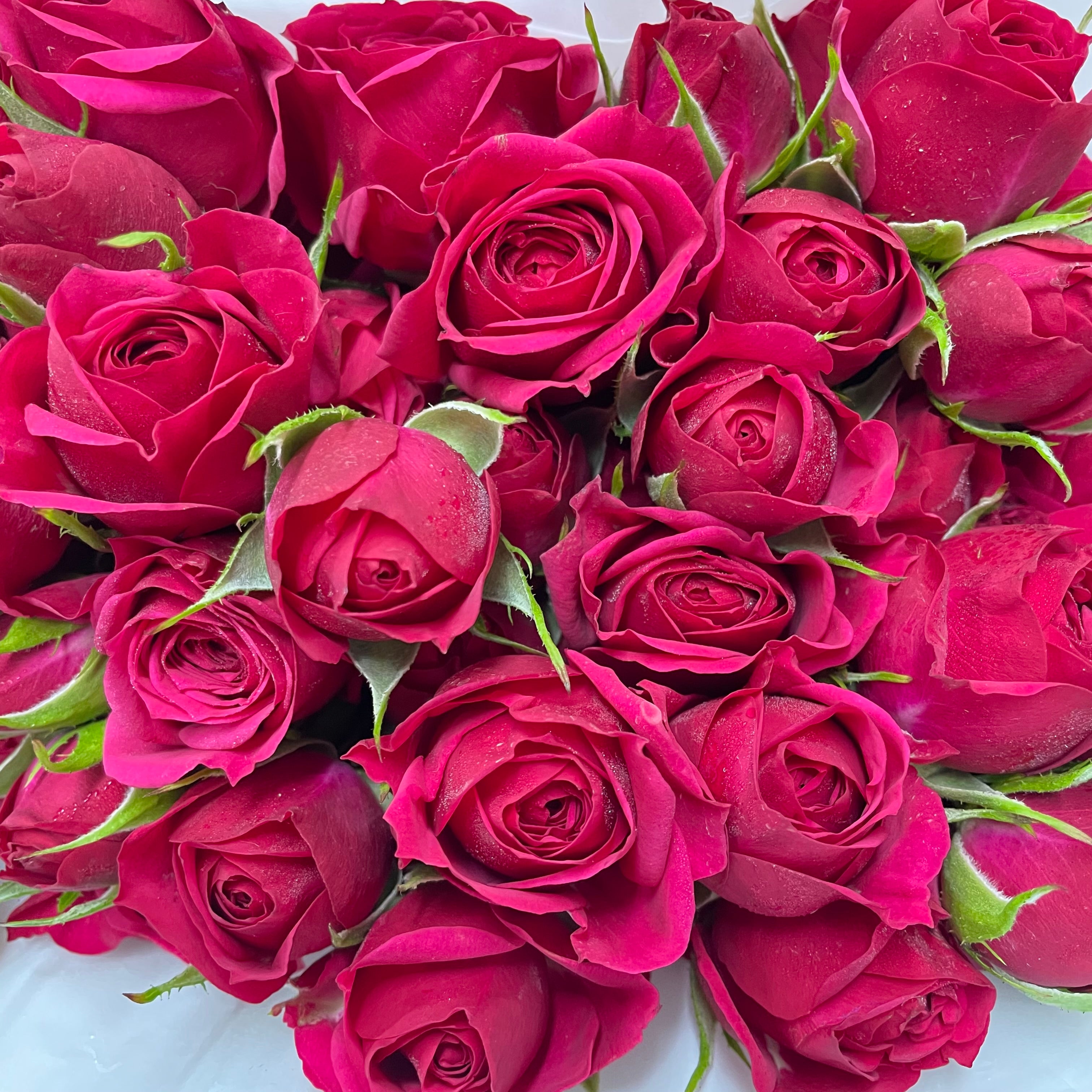 Rose Spray Quncy - (8-10 Stems)