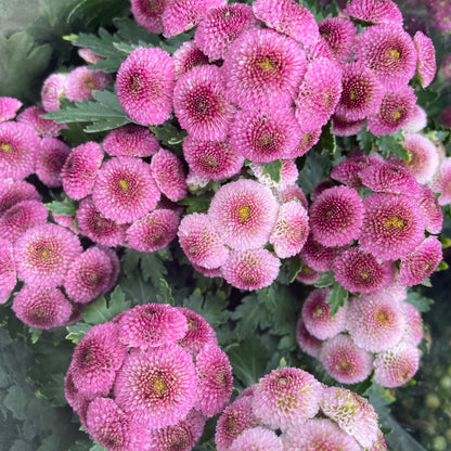 Chrysanthemum pom-pom (Small Potted) 菊花 2025