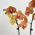 Phalaenopsis Orchid Double Yellow Red