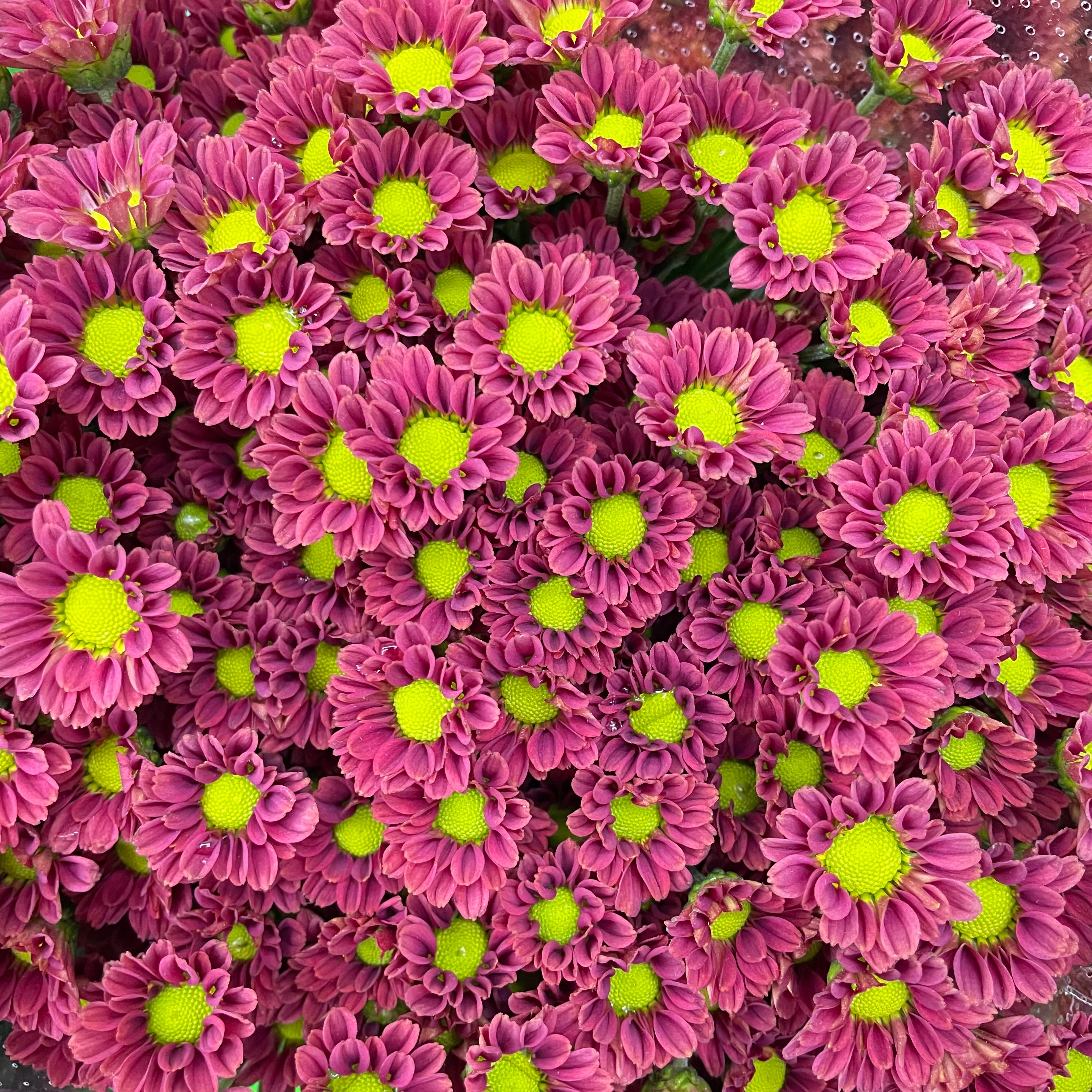 Chrysanthemum Santini / Calimero Mini Daisy Red