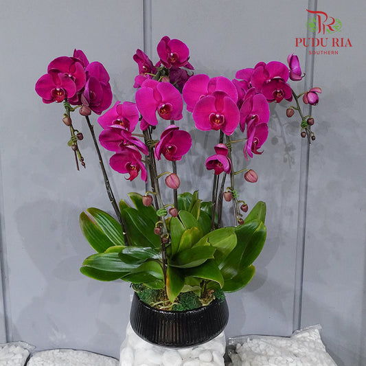 Grand Opening Phalaenopsis Orchid Arrangement (5 Stems)