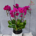 Grand Opening Phalaenopsis Orchid Arrangement (5 Stems)