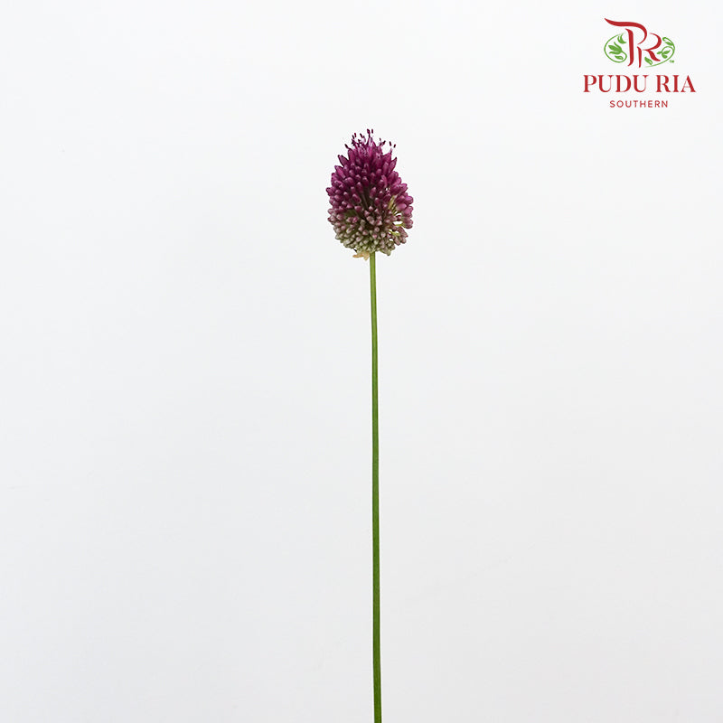 Allium Bullet Purple - 5 Stems - Pudu Ria Florist Southern