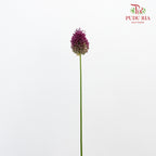 Allium Bullet Purple - 5 Stems - Pudu Ria Florist Southern