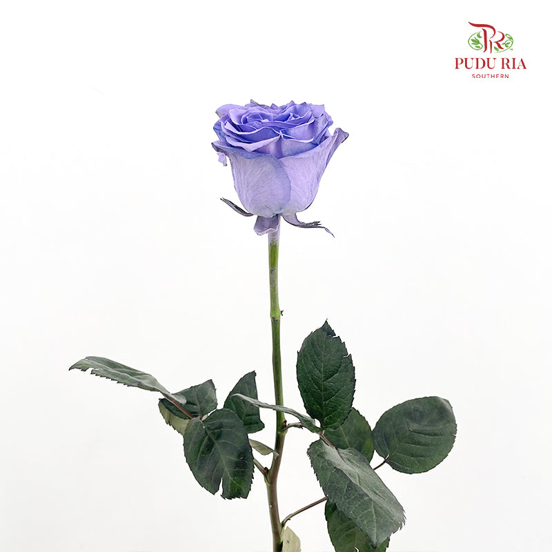 Rose Mondial Dyed Blue Lavander - (8-10 Stems)