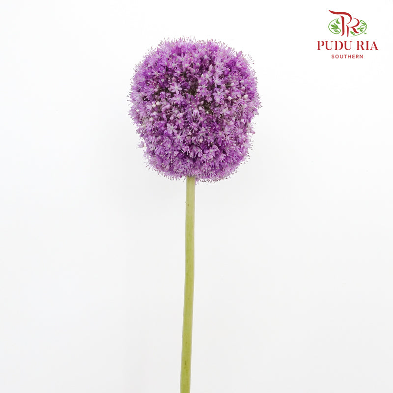 Allium Ambassador - Pudu Ria Florist Southern