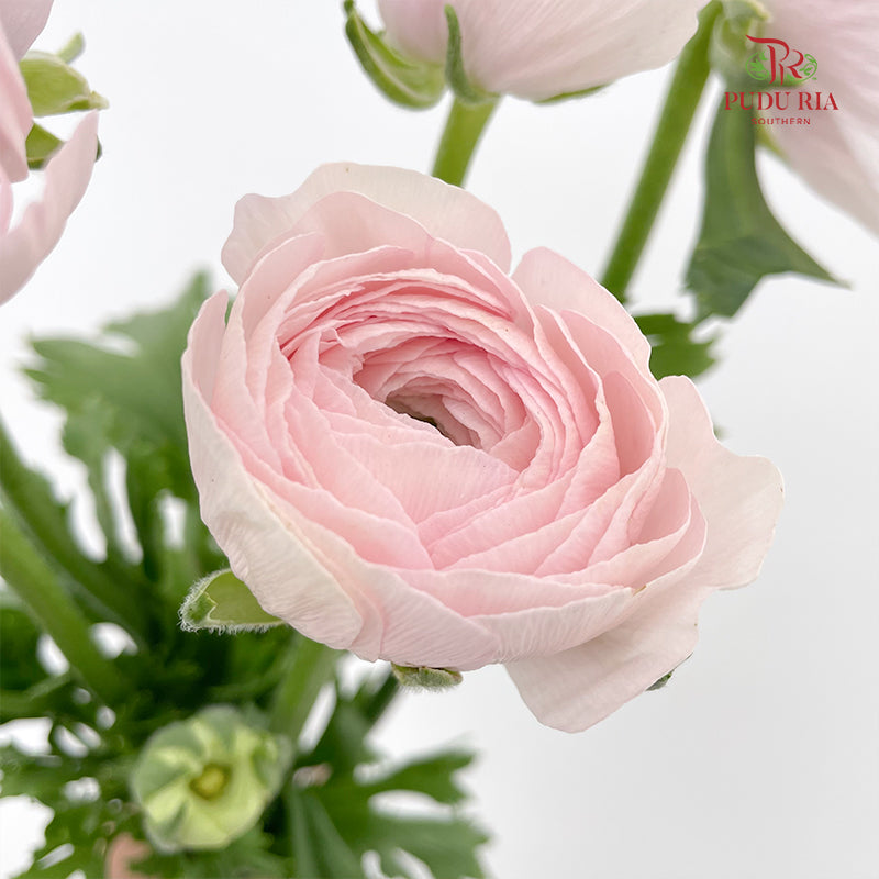 Ranunculus Cloni Light Pink - (5 Stems)